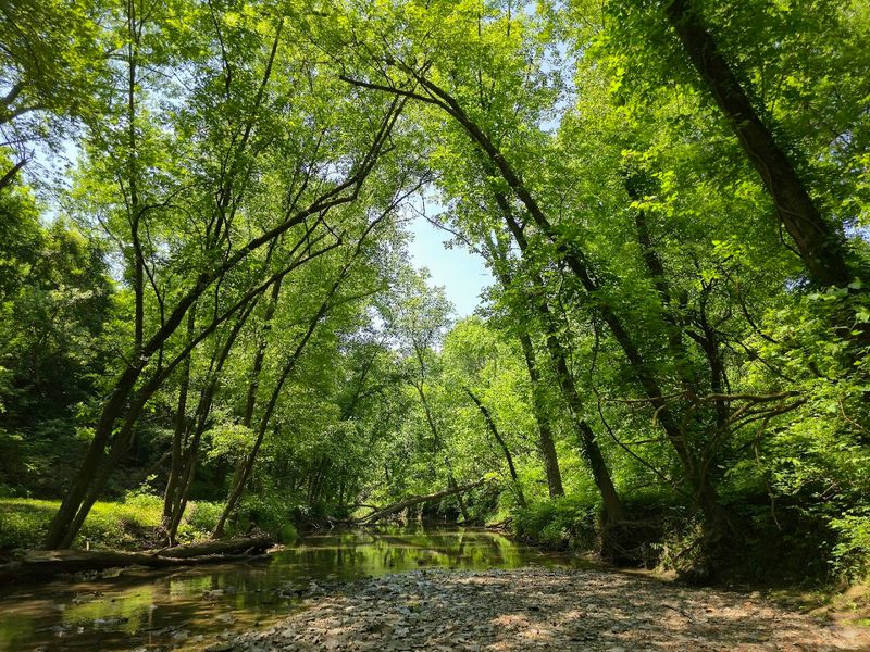 Falling Run Creek and the Wild Beauty of 16.5 Acres