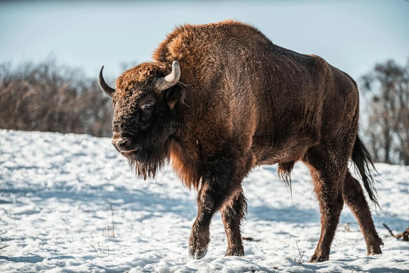The Deep Bison History Beneath Your Boots
