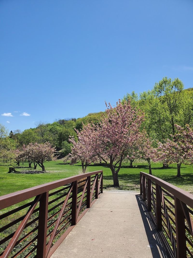 Footbridges That Make Every Step Feel Like a Photo Opportunity