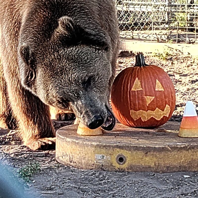 Stanley the Grizzly Bear: The Star Resident