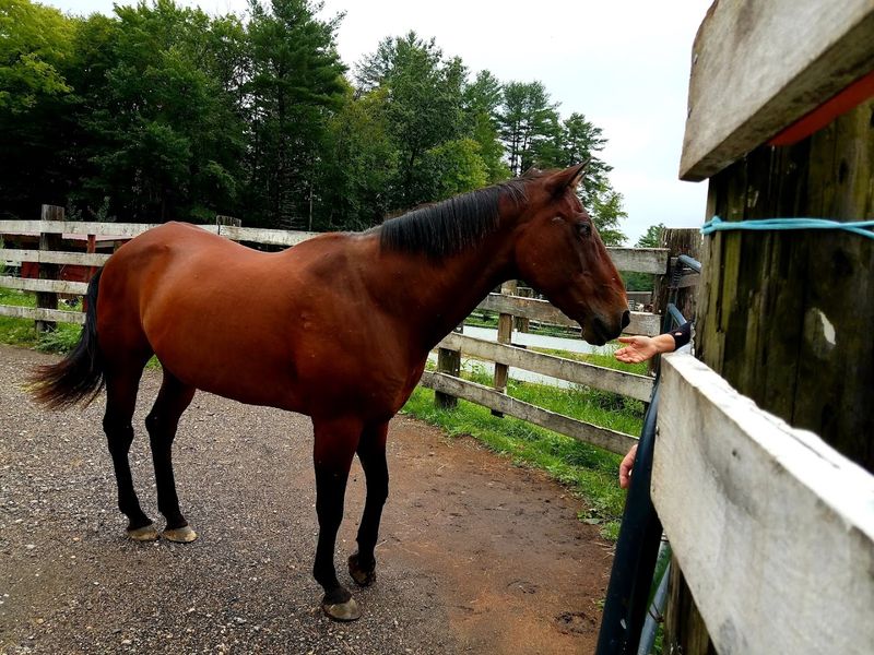 Horses at the Heart of the Rescue Mission