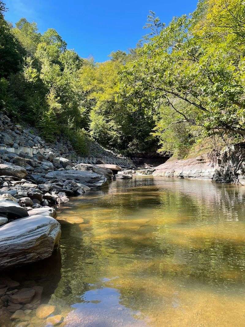 Sunbeams Breaking Through The Forest Canopy