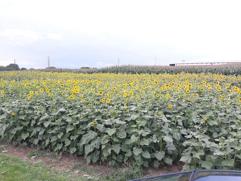 Cooks Creek Park and the Silver Lake Greenway