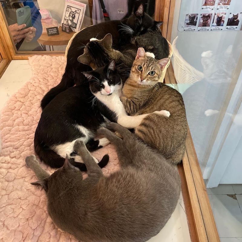 Nearly Four Hundred Cats Adopted Into Forever Homes