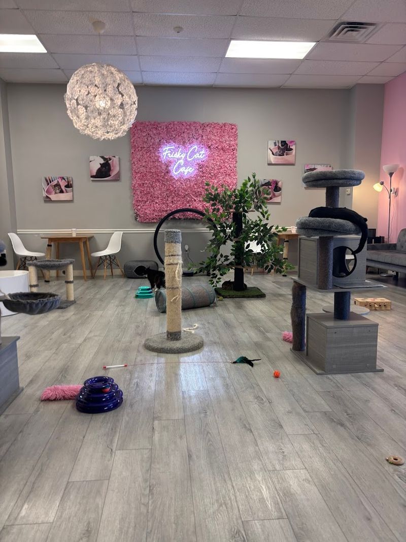 A Nonprofit Rescue Adopting Over 1,400 Cats