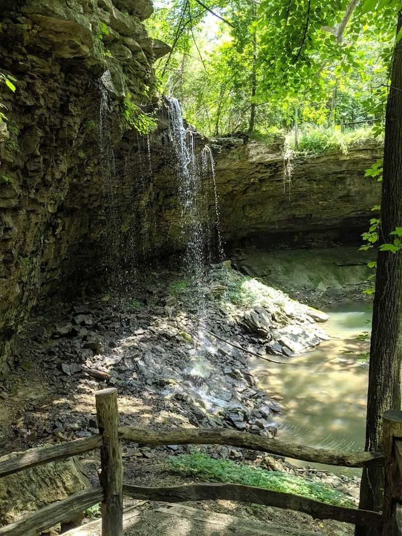 The Gentle Roar Peeking Through The Trees