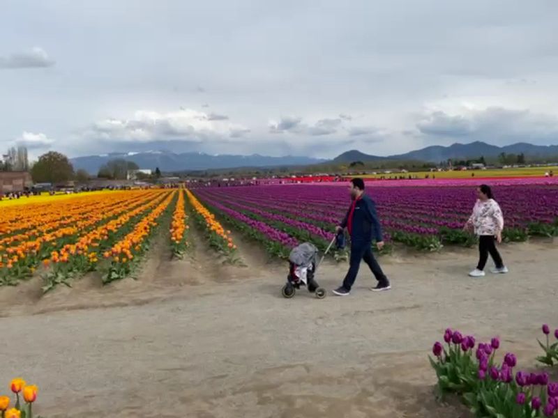 More Than Fifty Varieties Fill The Farm With Color