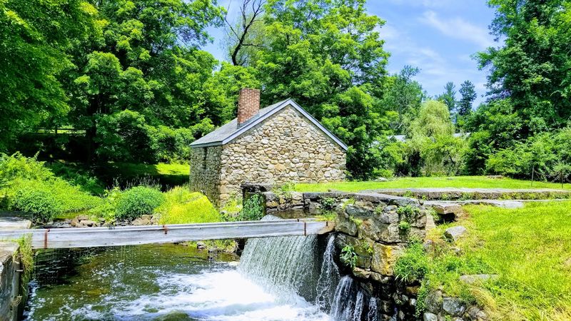 Fresh Spring Greens Along the Trail