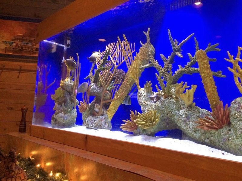 Dinner With A Front-Row View Of Tropical Fish