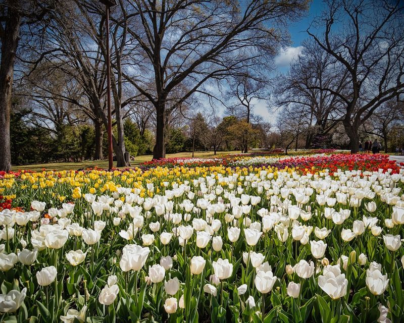 Spring Blooms That Stop You in Your Tracks