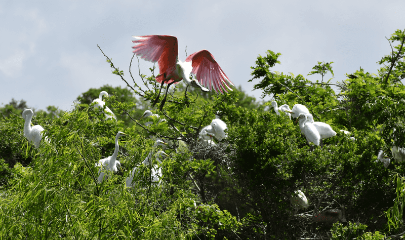 The Magic of Spring Migration at Smith Oaks