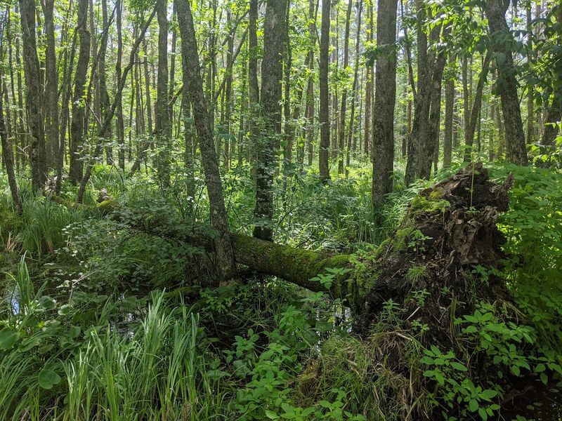 Fall Colors in the Bog