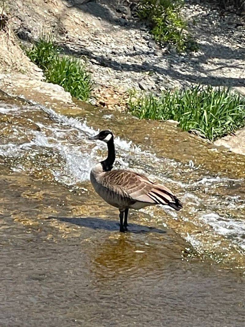 Wildlife and Birding That Rewards Patience