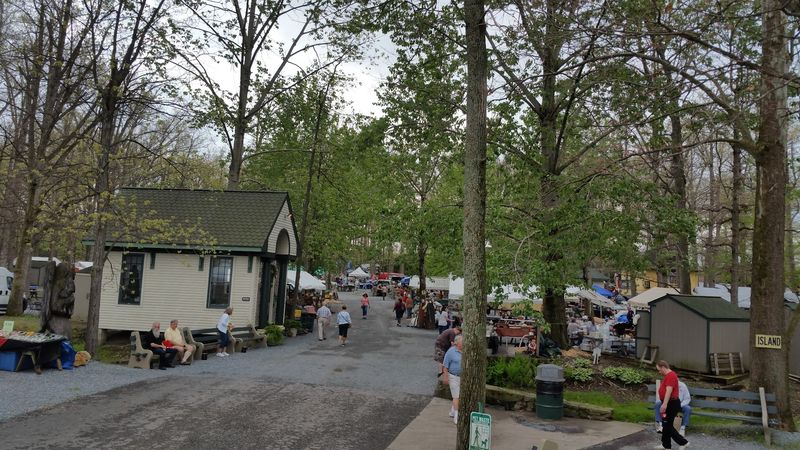 Winding Paths Under Towering Canopies