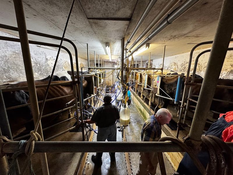Watching the Milking Process Up Close Is Genuinely Mesmerizing