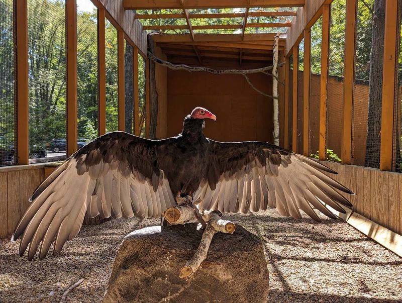 Meet Permanent Resident Raptors Who Cannot Return To The Wild