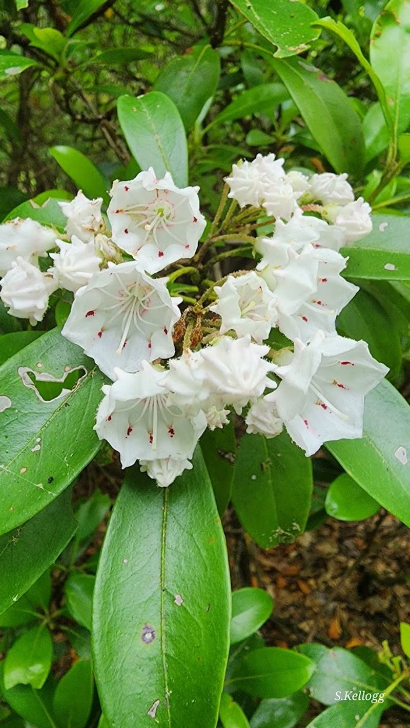 Mountain Laurel Season Is Absolutely Spectacular