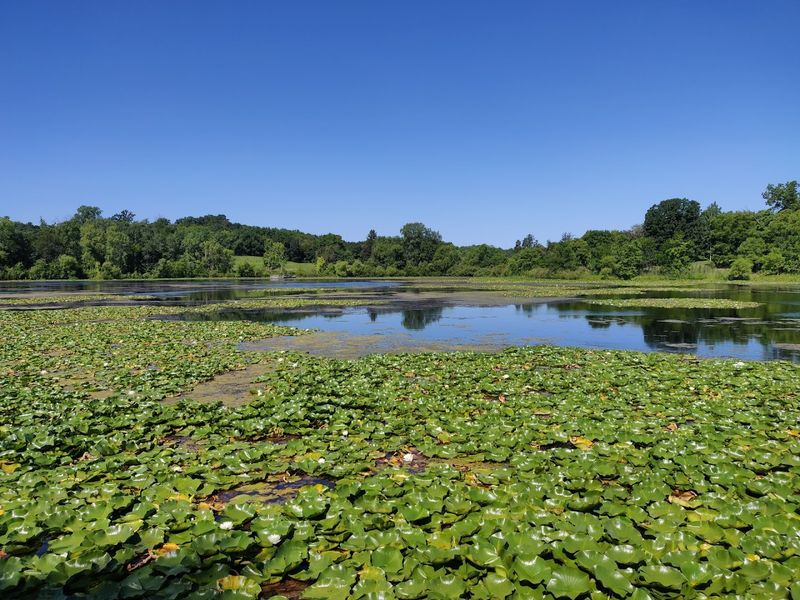 Lake McDonough and the Water Lily Secret