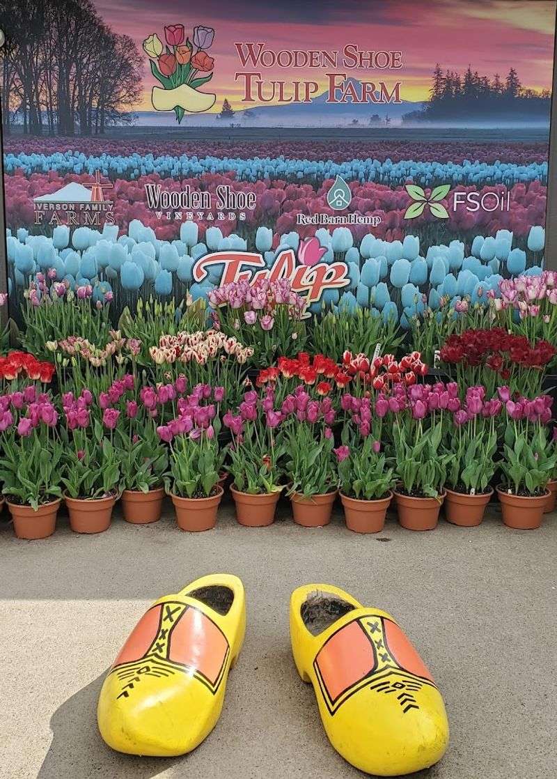 Willamette Valley Tulip Fields, Woodburn Area, Oregon
