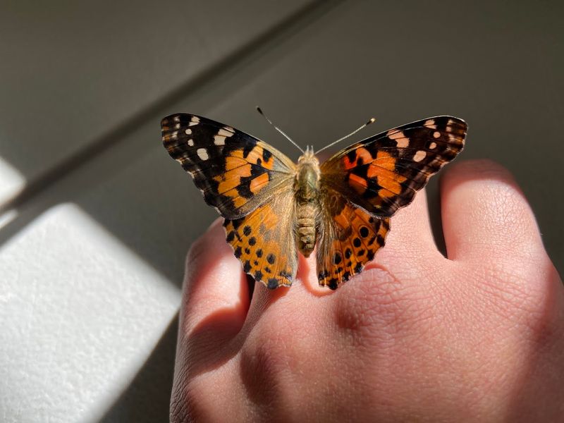 The Science Behind the Painted Lady Caterpillar