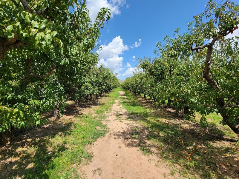 Fruit Picking That Steals The Spotlight