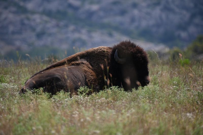 Bison Roaming Free Through Fields of Color