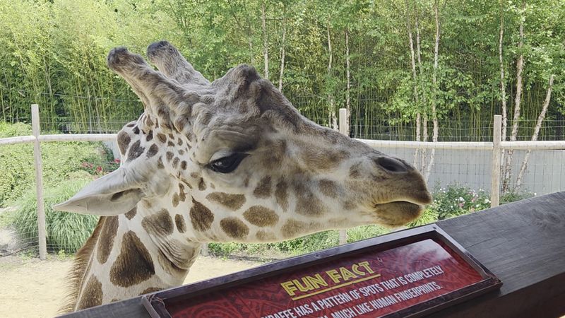 Giraffes Add A Big Surprise To The Day