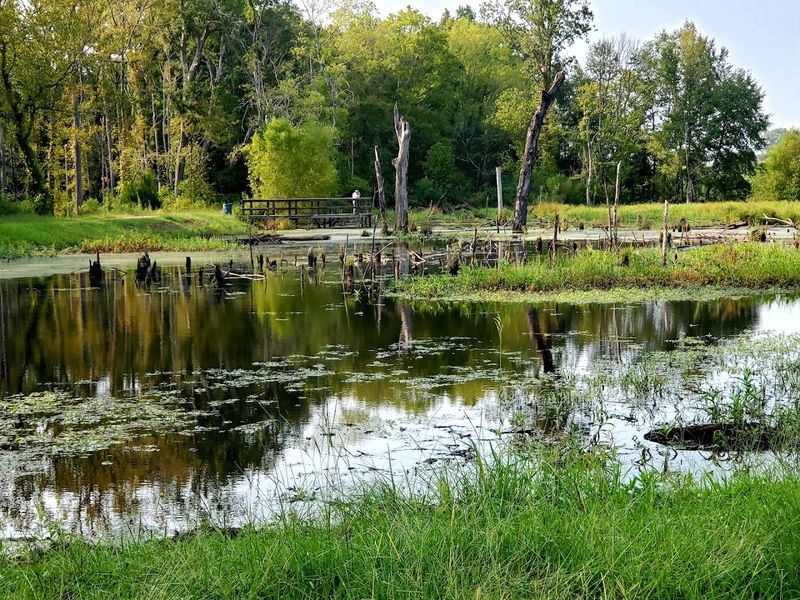 Bird Watching and Wildlife Along the Sabine River