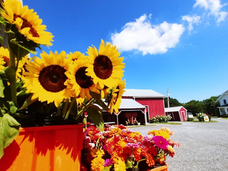 The Punch Card System and How Visits Work