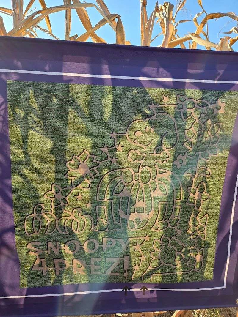 The Corn Maze That Keeps Everyone Guessing