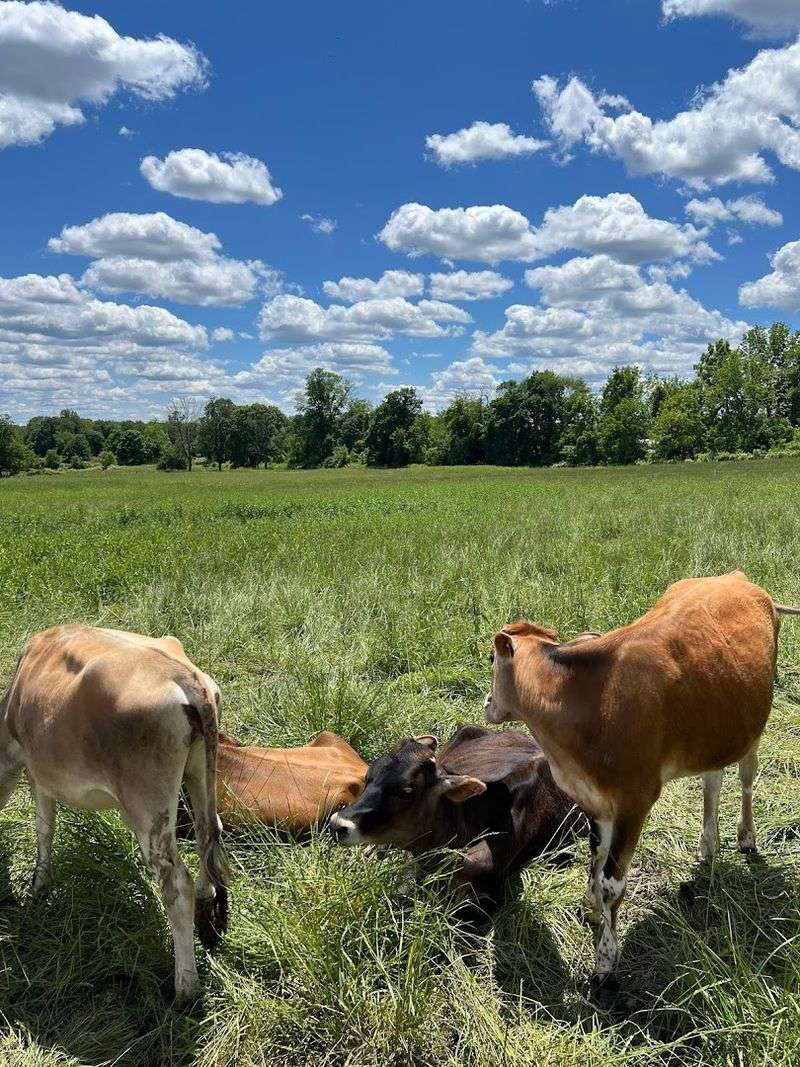 Grass-Fed Herd and Raw Milk Quality