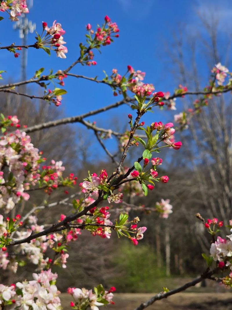 Butterfly Gardens With a Scavenger Hunt Twist