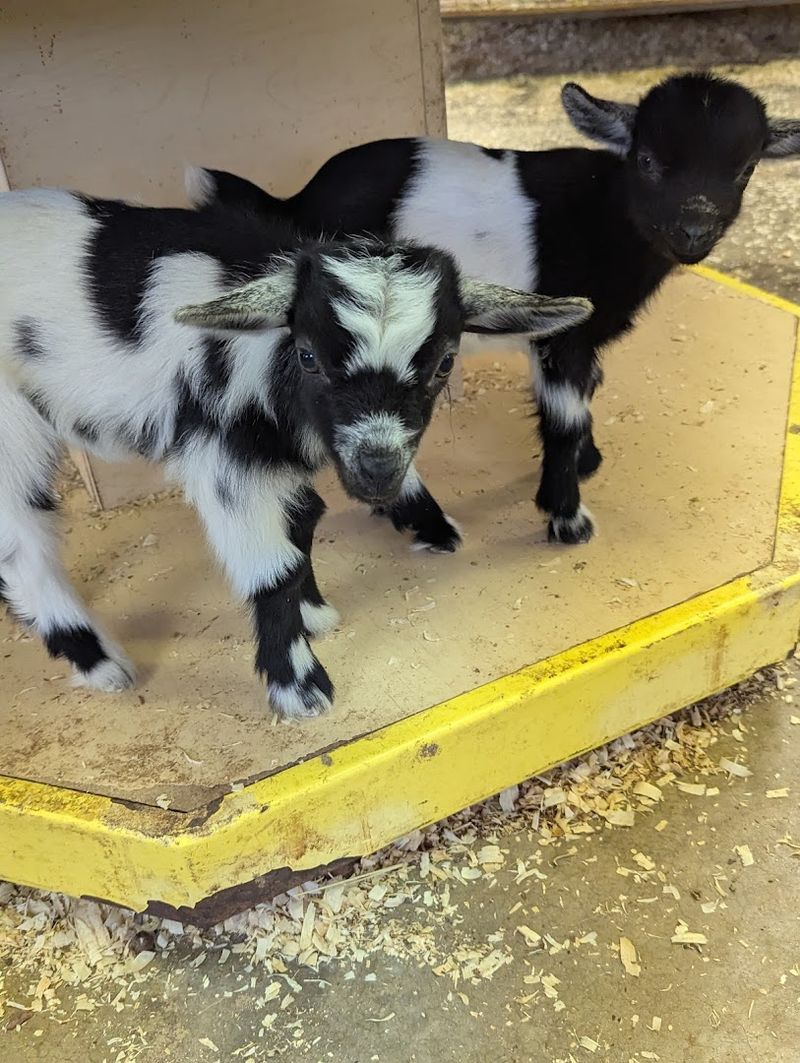 The Barn Area Brings Classic Farm Animal Charm