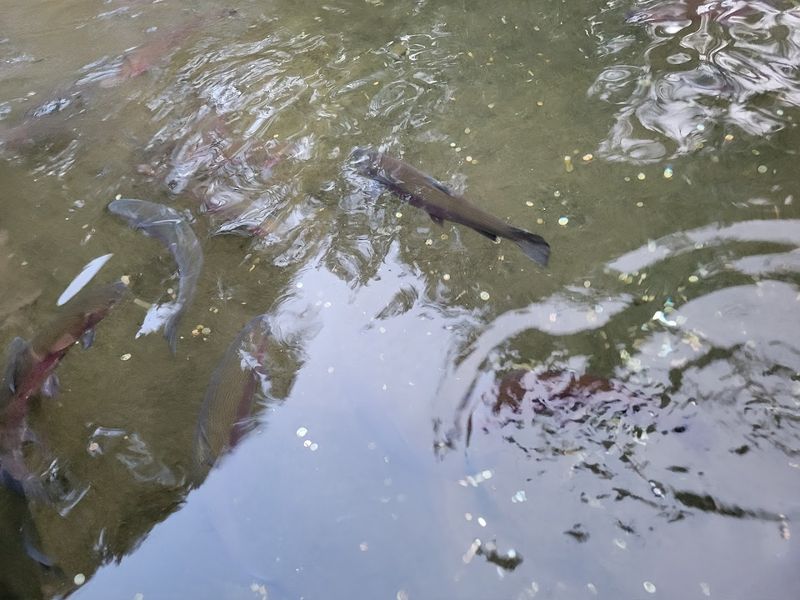The Salmon Fish Ladder: Nature's Most Dramatic Climb
