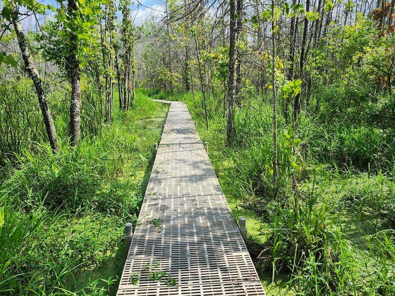 A Scenic 2.5-Mile Boardwalk Loop Through Living Wetlands