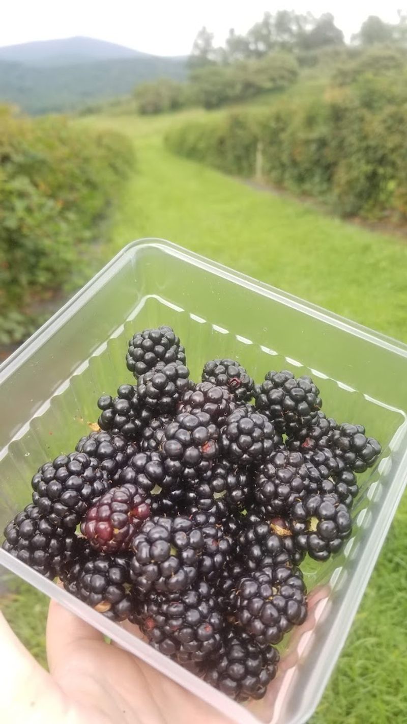 Peaches, Nectarines, Plums, and Blackberries Too