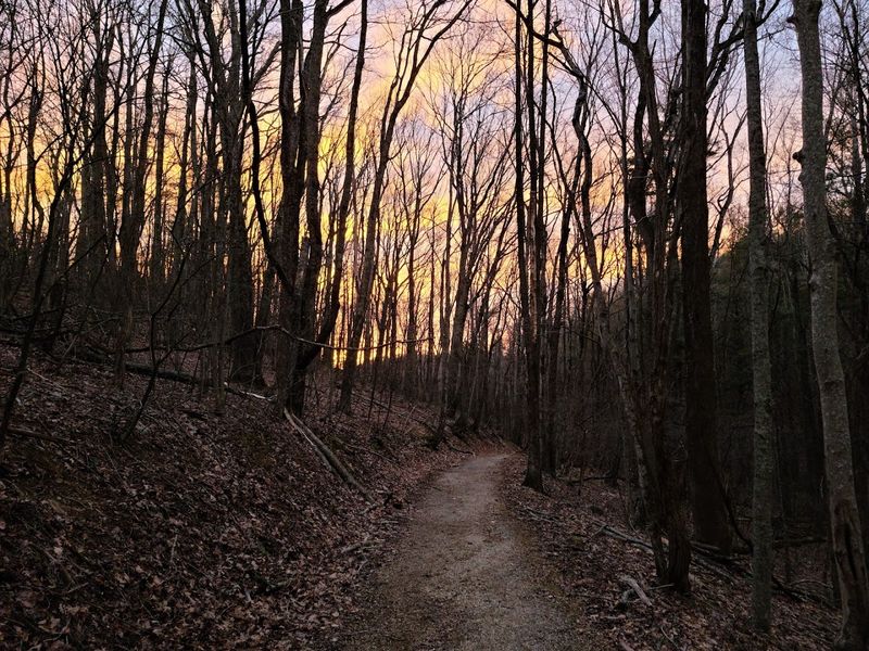 The Old-Growth Hemlock Forest That Time Forgot