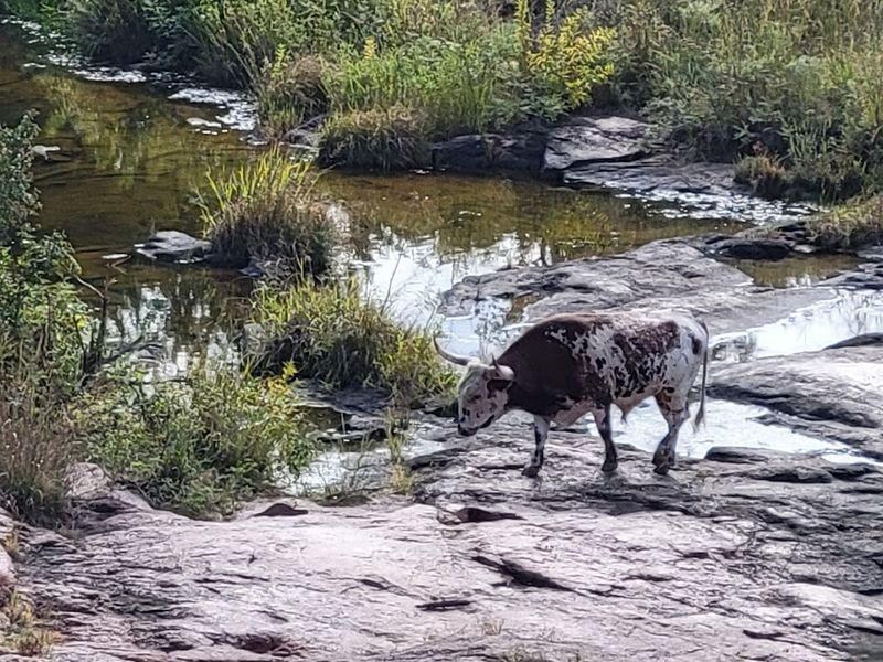 Wildlife Beyond the Bison