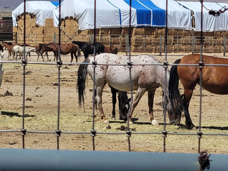 What to Pack and How to Prepare for a Nevada Mustang Road Trip