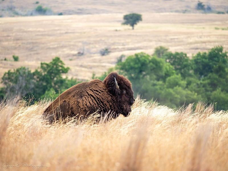 Wildlife Photography Opportunities Are Exceptional Here