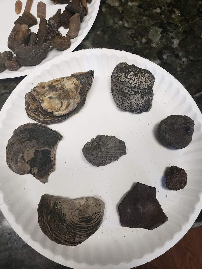 What Else You Can Find Beyond Shark Teeth