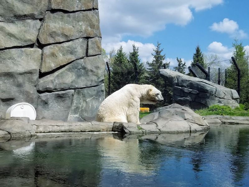 Astra the Polar Bear and the Newest Star of the Zoo Astra the Polar Bear and the Newest Star of the Zoo