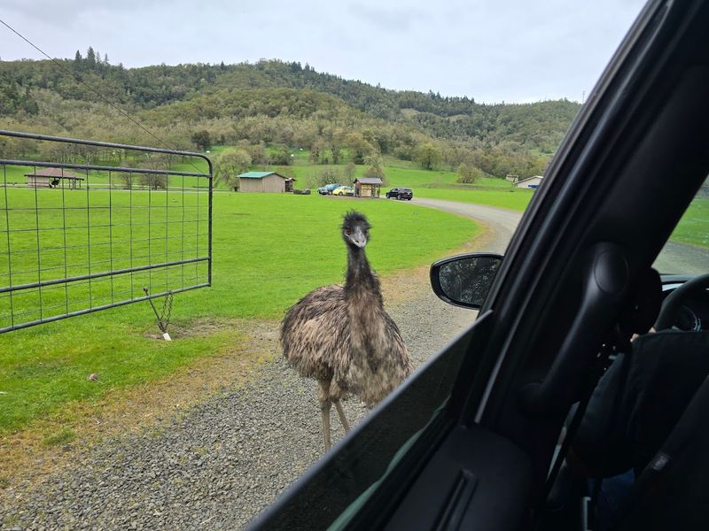 Feeding the Emus and Deer Along the Route