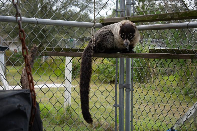 Lemurs, Tropical Birds, and the Unexpected Residents
