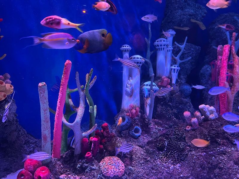 SEA LIFE Aquarium: Where 3,000 Marine Creatures Call a Mall Home