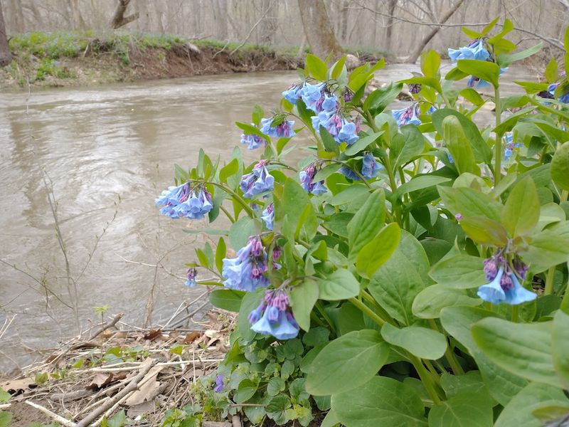 Wildlife, Wildflowers, and the Sensory Experience of the Park