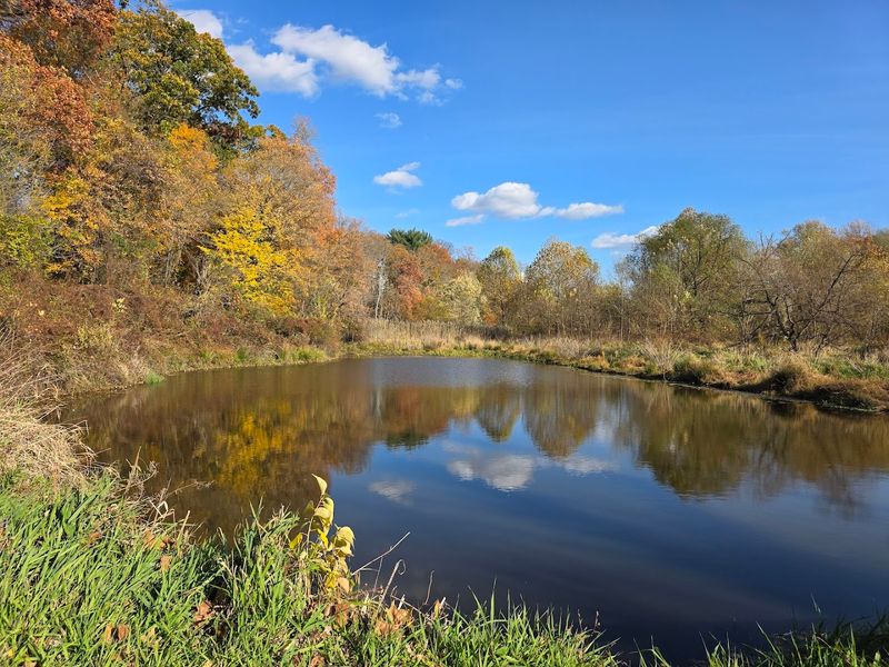 The Ponds and Wetlands: Where Stillness Lives