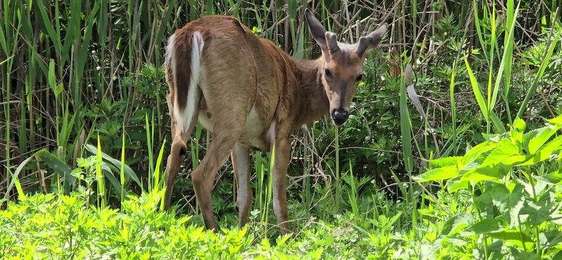 Wildlife Beyond The Birds Roaming The Sanctuary