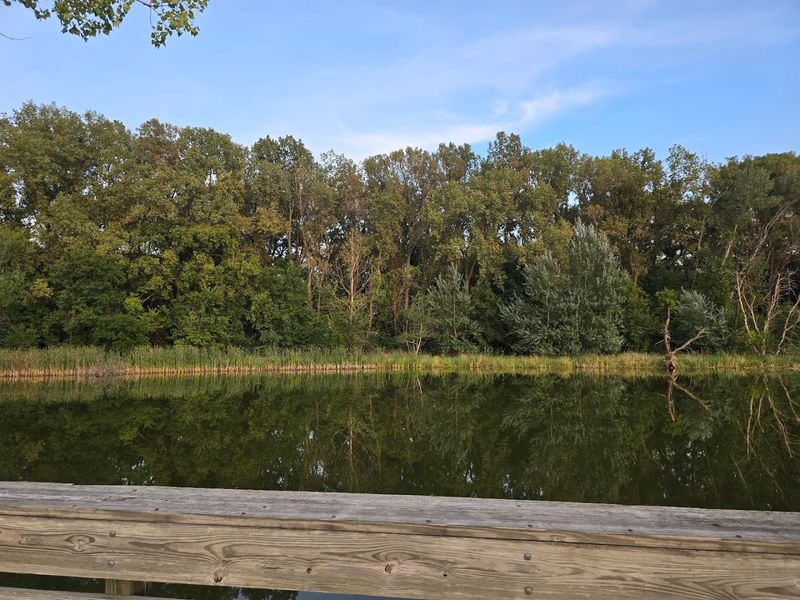 Wildlife Beyond Birds: Turtles, Beavers, and More