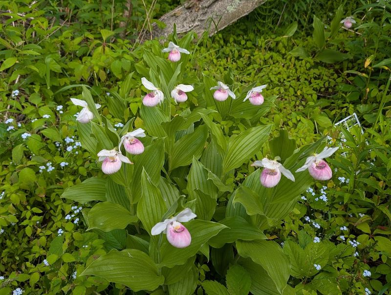 The Showy Lady's Slipper: Minnesota's State Flower